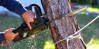 How Our Tree Care Process Works  in  Corona De Tucson, AZ